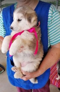 Kayla a white and grey Romanian rescue puppy | 1 Dog at a Time Rescue UK