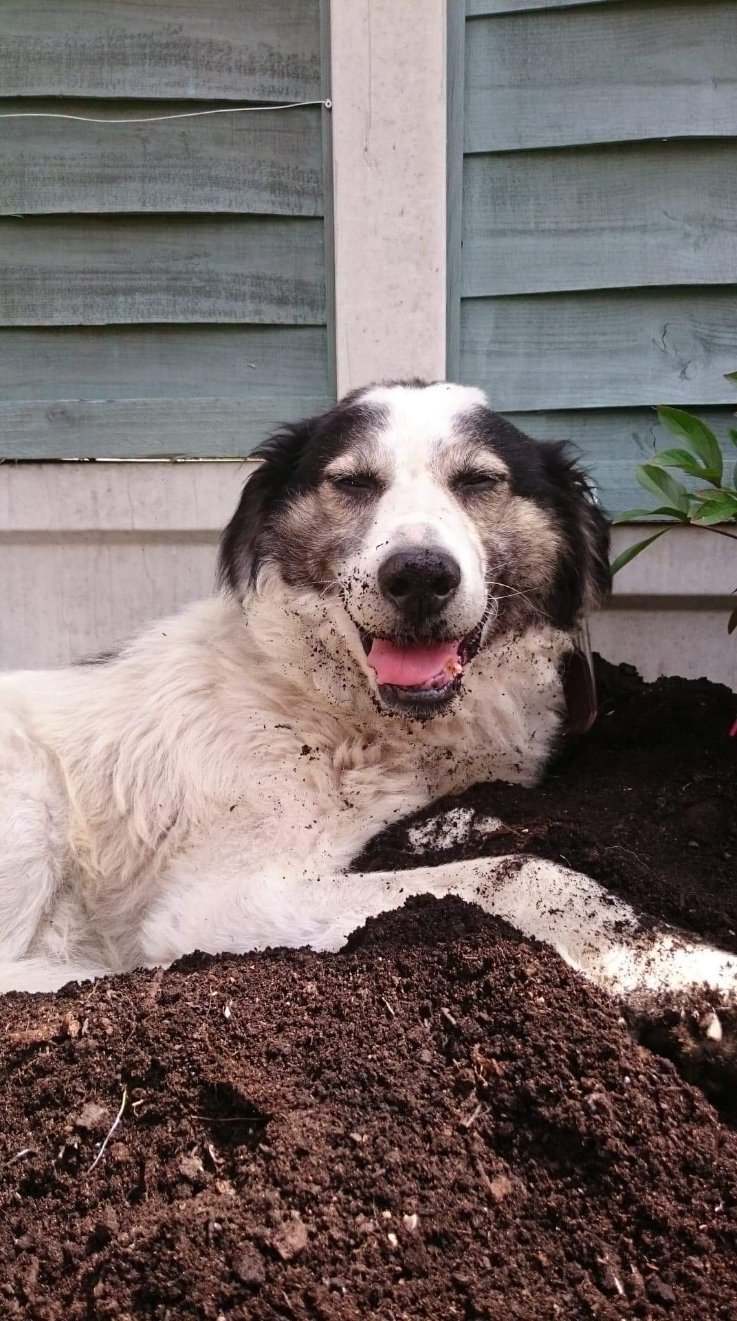Leo a Romanian rescue lying in soil | 1 Dog At a Time Rescue UK