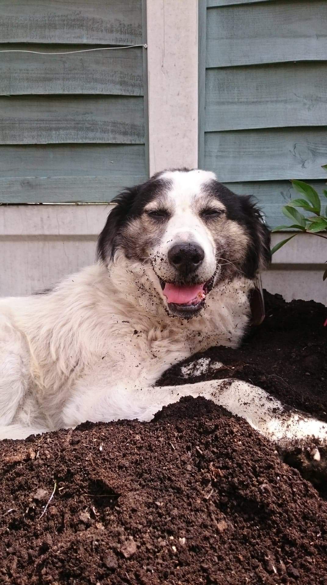Leo lying in soil 1 Dog At A Time Leo a Romanian rescue lying in soil | 1 Dog At a Time Rescue UK
