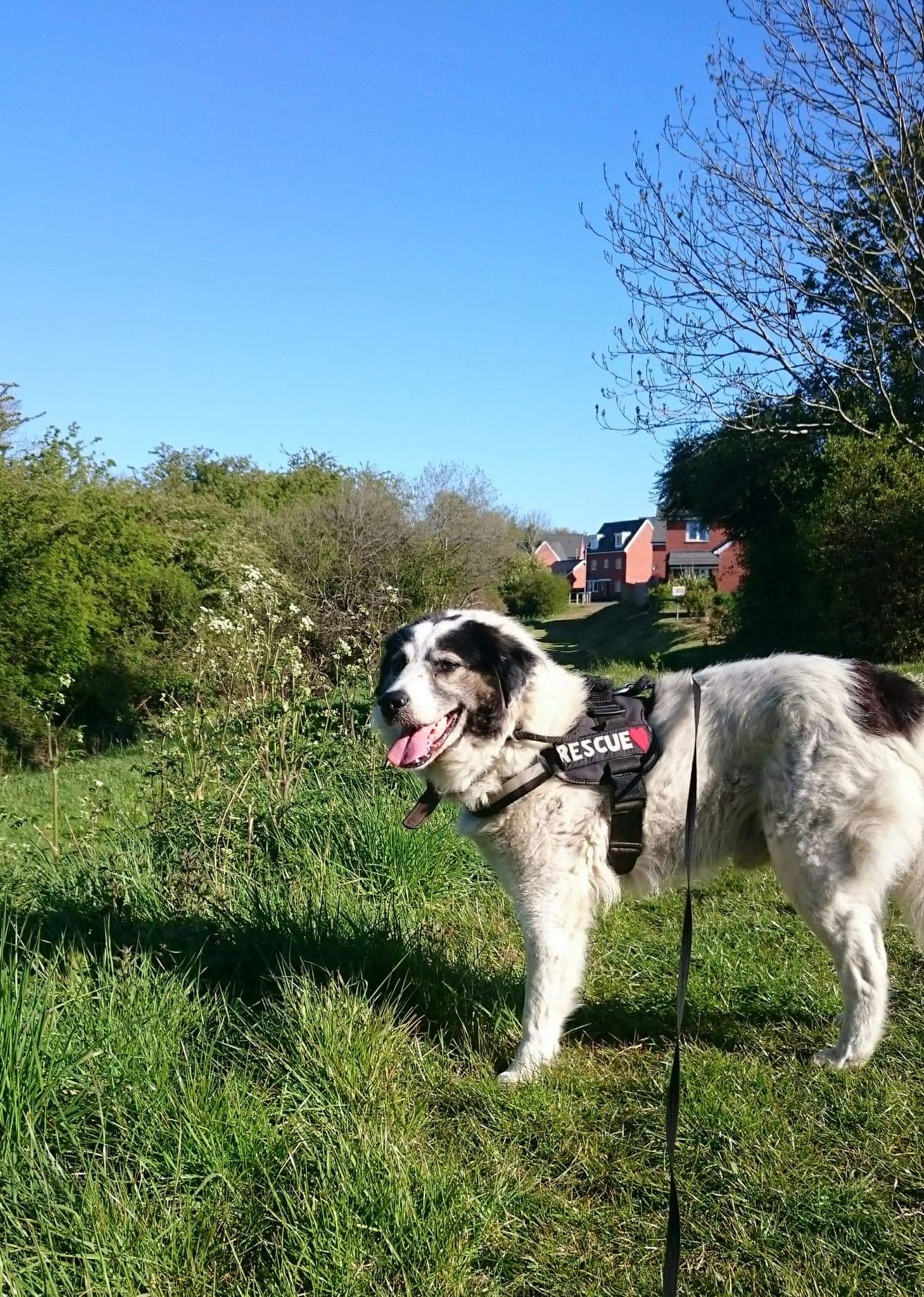 Leo a Romanian street dog on a walk | 1 Dog At a Time Rescue UK