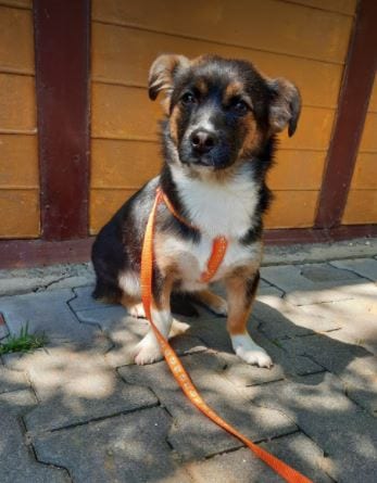 Lily a black and tan Romanian rescue dog 4 ¦ 1 Dog at a Time Rescue UK Lily a black and tan Romanian rescue dog | 1 Dog at a Time Rescue UK