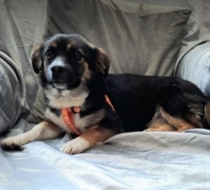 Lily a black and tan Romanian rescue dog | 1 Dog at a Time Rescue UK