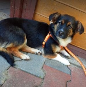 Lily a black and tan Romanian rescue dog | 1 Dog at a Time Rescue UK