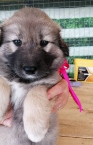 Luna a faun Romanian rescue puppy | 1 Dog at a Time Rescue UK