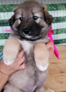 Luna a faun Romanian rescue puppy | 1 Dog at a Time Rescue UK