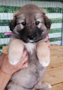 Luna a faun Romanian rescue puppy | 1 Dog at a Time Rescue UK