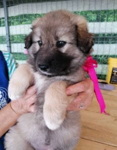 Luna a faun Romanian rescue puppy | 1 Dog at a Time Rescue UK