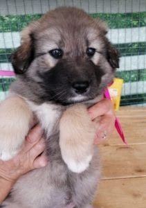 Luna a faun Romanian rescue puppy | 1 Dog at a Time Rescue UK