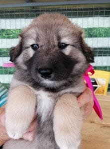 Luna a faun Romanian rescue puppy | 1 Dog at a Time Rescue UK