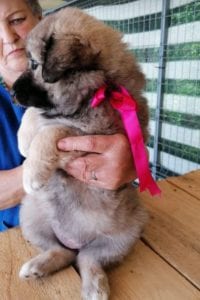 Luna a faun Romanian rescue puppy | 1 Dog at a Time Rescue UK