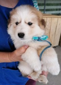 Marley a white and faun Romanian rescue puppy | 1 Dog at a Time Rescue UK