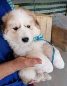 Marley a white and faun Romanian rescue puppy | 1 Dog at a Time Rescue UK