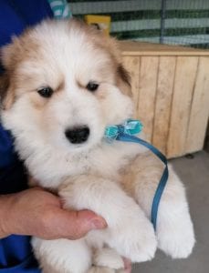 Marley a white and faun Romanian rescue puppy | 1 Dog at a Time Rescue UK