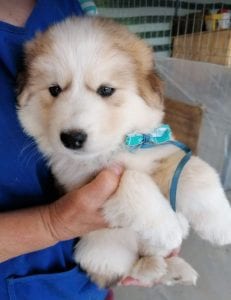 Marley a white and faun Romanian rescue puppy | 1 Dog at a Time Rescue UK