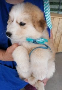 Marley a white and faun Romanian rescue puppy | 1 Dog at a Time Rescue UK