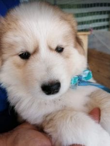 Marley a white and faun Romanian rescue puppy | 1 Dog at a Time Rescue UK