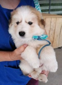 Marley a white and faun Romanian rescue puppy | 1 Dog at a Time Rescue UK