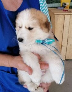 Marley a white and faun Romanian rescue puppy | 1 Dog at a Time Rescue UK