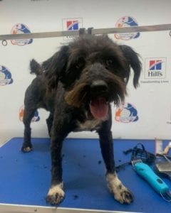 Mikky a black Romanian rescue dog | 1 Dog at a Time Rescue UK