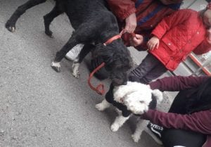 Mikky a black Romanian rescue dog | 1 Dog at a Time Rescue UK