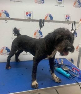 Mikky a black Romanian rescue dog | 1 Dog at a Time Rescue UK