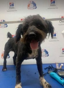 Mikky a black Romanian rescue dog | 1 Dog at a Time Rescue UK