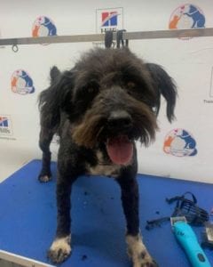 Mikky a black Romanian rescue dog | 1 Dog at a Time Rescue UK