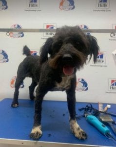 Mikky a black Romanian rescue dog | 1 Dog at a Time Rescue UK