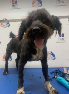 Mikky a black Romanian rescue dog | 1 Dog at a Time Rescue UK