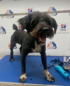 Mikky a black Romanian rescue dog | 1 Dog at a Time Rescue UK