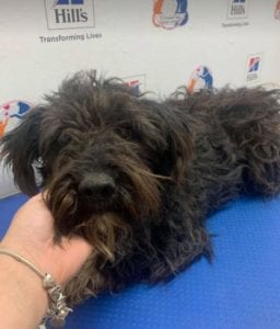 Mikky a black Romanian rescue dog | 1 Dog at a Time Rescue UK