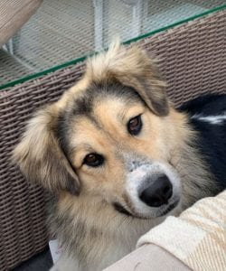 Milo Romanian Rescue Dog ¦ 1 Dog at a Time Rescue UK