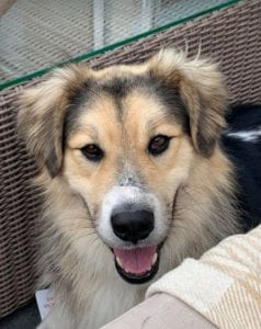 Milo Romanian Rescue Dog ¦ 1 Dog at a Time Rescue UK