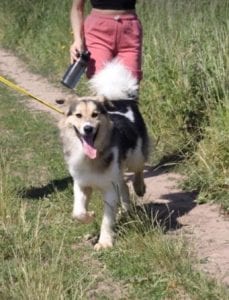 Milo Romanian Rescue Dog ¦ 1 Dog at a Time Rescue UK