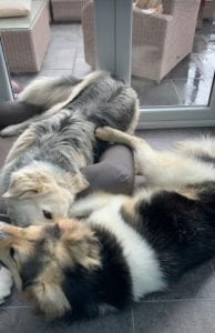 Milo Romanian Rescue Dog ¦ 1 Dog at a Time Rescue UK