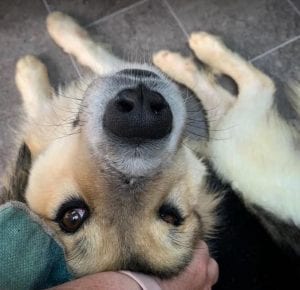 Milo Romanian Rescue Dog ¦ 1 Dog at a Time Rescue UK