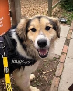 Milo Romanian Rescue Dog ¦ 1 Dog at a Time Rescue UK