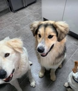 Milo Romanian Rescue Dog ¦ 1 Dog at a Time Rescue UK