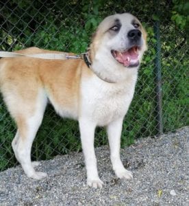 Pasha a white and tan Romanian rescue dog | 1 Dog at a Time Rescue UK