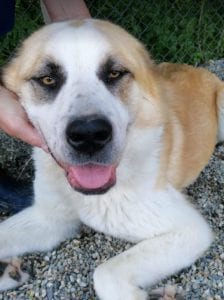 Pasha a white and tan Romanian rescue dog | 1 Dog at a Time Rescue UK