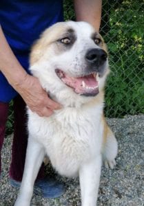 Pasha a white and tan Romanian rescue dog | 1 Dog at a Time Rescue UK