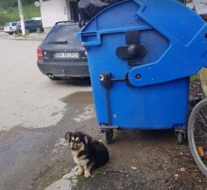 Penny a black and tan Romanian rescue dog | 1 Dog at a Time Rescue UK