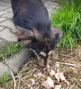 Penny a black and tan Romanian rescue dog | 1 Dog at a Time Rescue UK