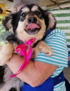 Penny a black and tan Romanian rescue dog | 1 Dog at a Time Rescue UK