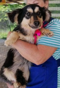 Penny a black and tan Romanian rescue dog | 1 Dog at a Time Rescue UK