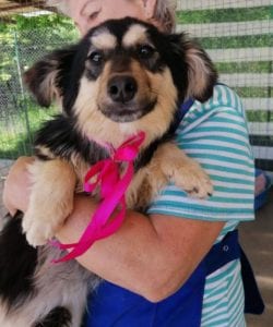 Penny a black and tan Romanian rescue dog | 1 Dog at a Time Rescue UK