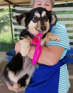 Penny a black and tan Romanian rescue dog | 1 Dog at a Time Rescue UK