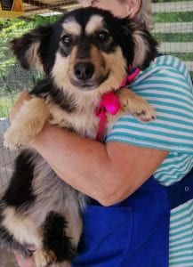 Penny a black and tan Romanian rescue dog | 1 Dog at a Time Rescue UK