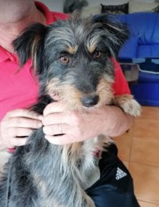 Percy a black an tan Romanian rescue dog | 1 Dog at a Time Rescue UK
