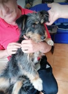 Percy a black an tan Romanian rescue dog | 1 Dog at a Time Rescue UK